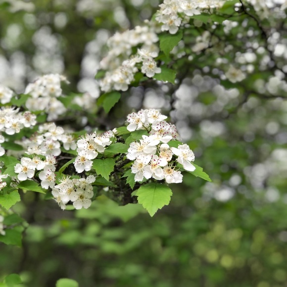 Meet your Posher, Wendy - Picture 1 of 1